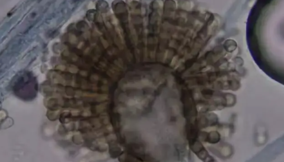 总状共头霉的形态特征与功能优势及培养方法！