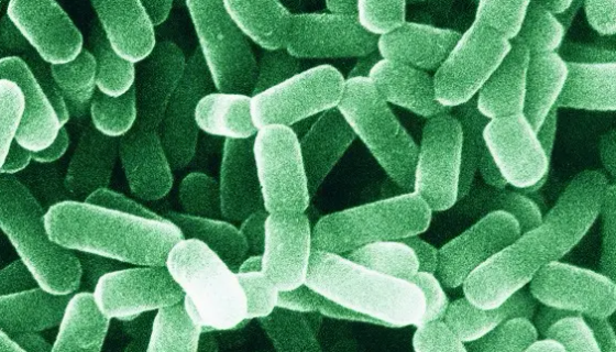 植物乳杆菌植物亚种的培养方法与实验内容！