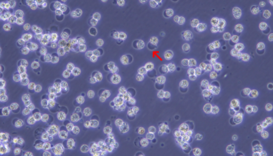 猫巨噬细胞的培养方式与质量检测及注意事项！