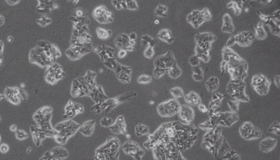 HepaRG (人肝癌细胞)的常规培养与传代流程！