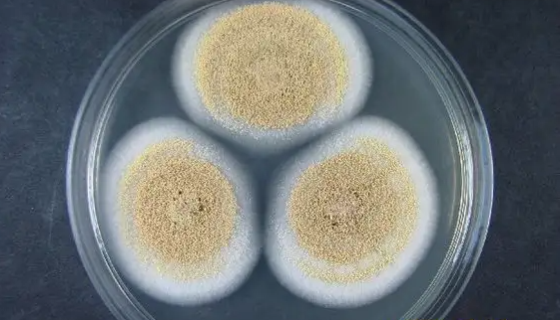 费希尔曲霉的优势特点与培养方法及使用范围！