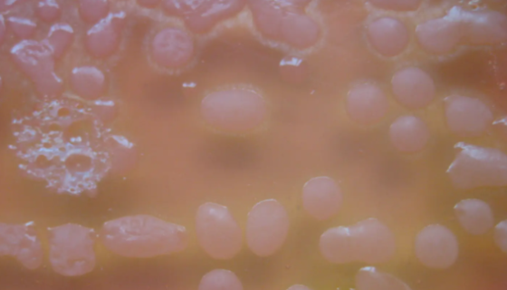 ATCC 10253 密执安棍状杆菌诡谲亚种打管说明！