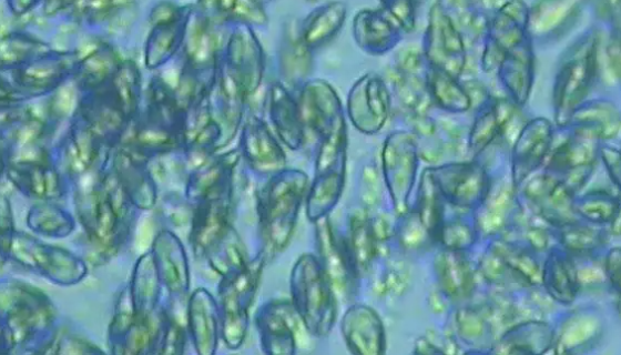 豚鼠气单胞菌的培养条件与注意事项及保藏方法！