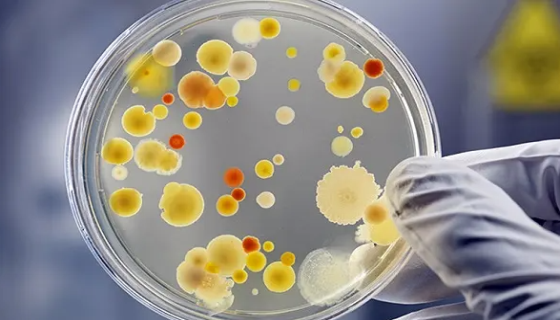 马链球菌兽疫亚种的特征与价值及培养与使用！