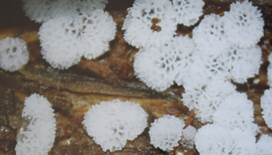 蜂窝鹅绒菌的特点与功效及培养与保存方法！