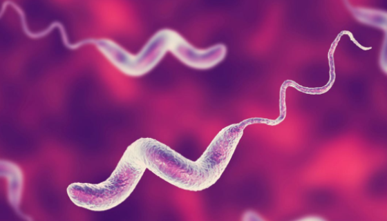 ATCC 35241 柯氏动弯曲菌 百欧博伟生物