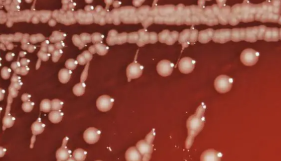 肠沙门氏菌肠亚种猪霍乱血清型冻干管打管说明！