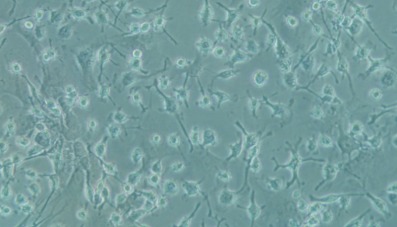 大鼠骨髓间充质干细胞的传代方法及应用！