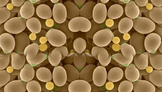 啤酒酵母的性质与用途及生产工艺！