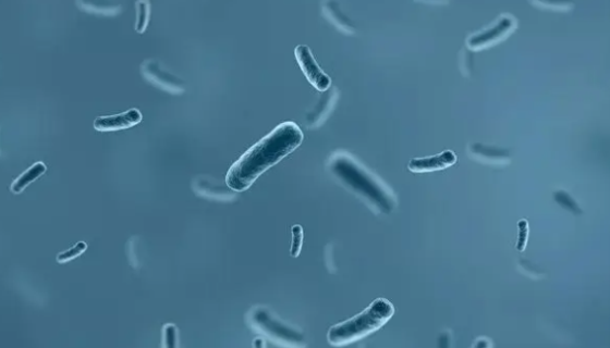 溶藻弧菌——用于分析检测和质量控制