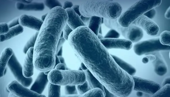 嗜酸乳杆菌的培养特性与获取方式及健康作用！