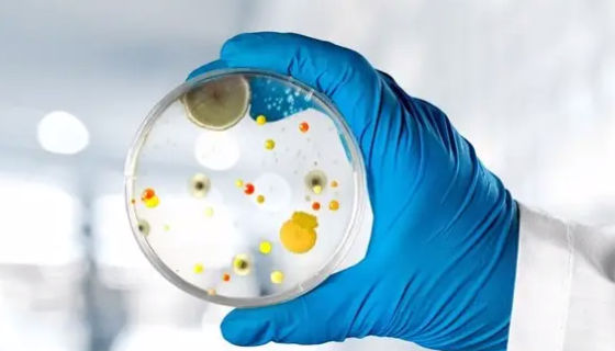 内蒙胎牛血清在细胞培养中的作用及应用！