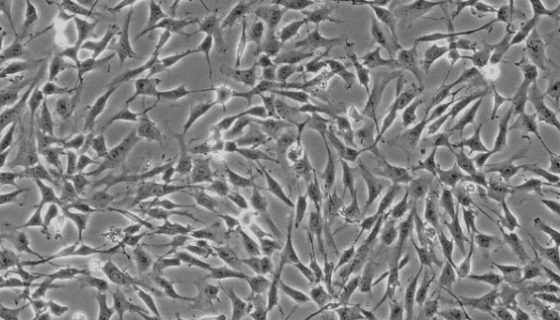 大鼠心肌细胞的原代培养及免疫荧光鉴定！