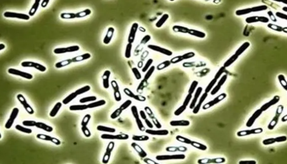 巨大芽孢杆菌的形态特征与生防特点及经济用途！