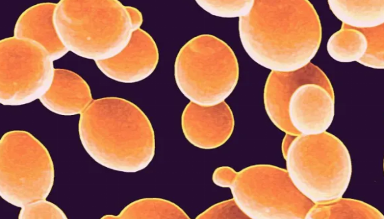 ATCC BAA-1953 甲酸甲烷杆菌 百欧博伟生物