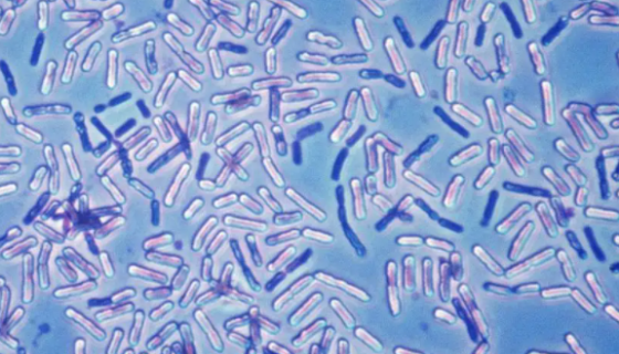 甲基营养型芽胞杆菌——分解琼脂等多糖类物质