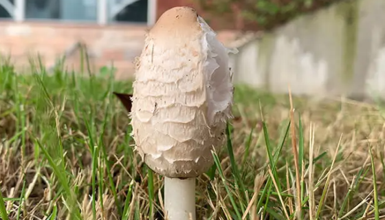 鸡腿菇的形态特征与生长环境及栽培工艺！