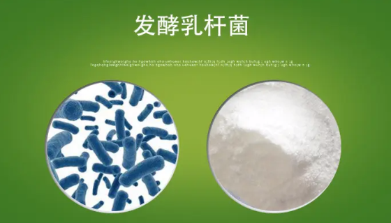 发酵乳杆菌的培养方法及冻干管打管说明！