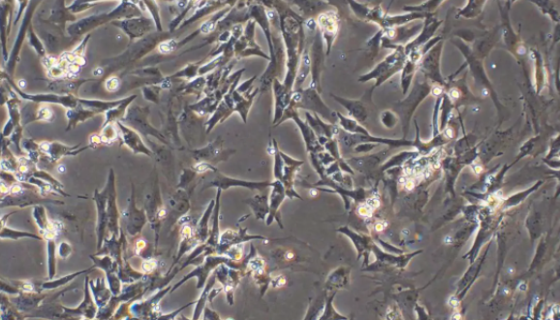 大鼠成骨细胞的知识概述与培养方法及应用！