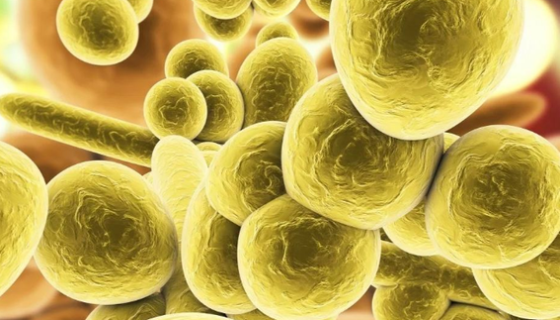 ATCC 43279 发酵纤维单胞菌 百欧博伟生物