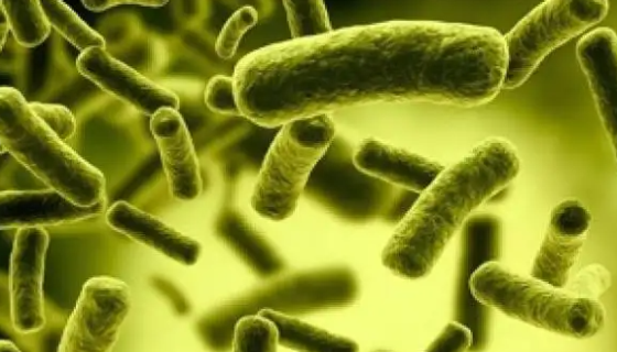 肠沙门氏菌肠炎亚种的培养方法与注意事项！