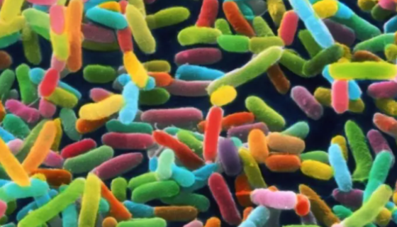 肠炎沙门氏菌的构造和分类及主要区别！