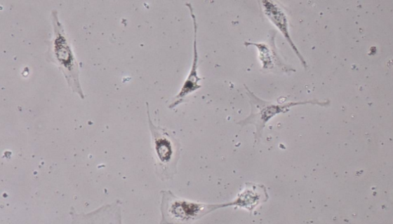 大鼠视网膜前体细胞的复苏与传代及冻存操作说明！