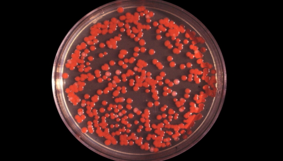 沙雷氏菌属的形态描述与生物学特性及菌株培养！