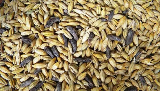 紫麦角菌的形态特征与打管说明及注意事项！