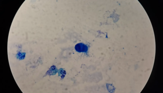 ATCC 27479 绿孢链霉菌的保存方法与实验内容！