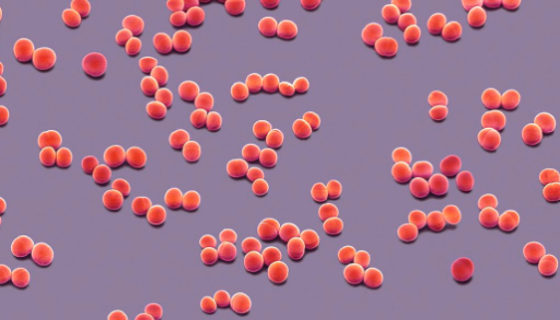 表皮葡萄球菌的致病性与免疫性及临床表现！