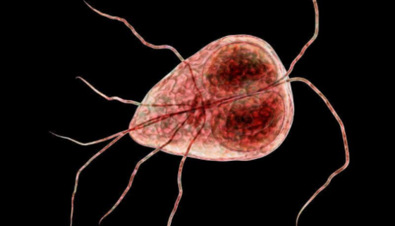 贾第虫病的鉴别诊断与检查方法及治疗与预防！