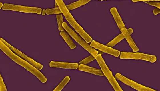 短杆状马赛菌的菌株培养操作及打管说明！