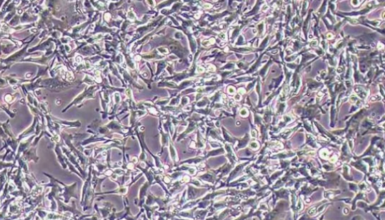 MODE-K 小鼠小肠上皮细胞的培养与注意事项！