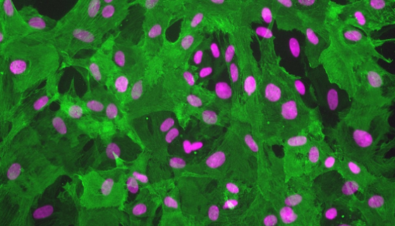 小鼠周细胞MBVP的实验室分离方法与质量检测！