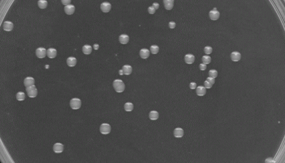 鞘氨醇单胞菌属菌株及其在水处理中的应用！