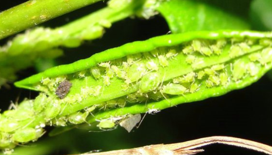 蚜虫莫氏黑粉菌的菌株特点及培养与保存方法！