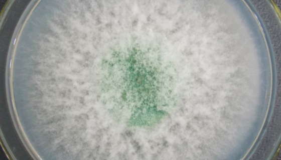 长枝木霉——用于生产纤维素霉曲和酶解粗饲料