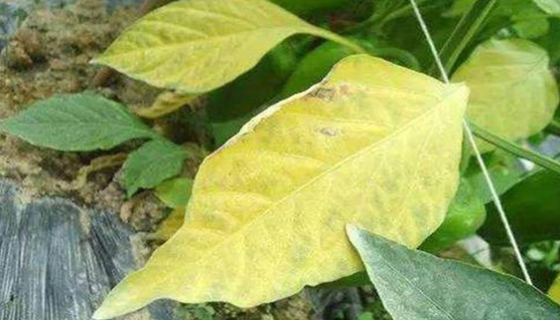 大豆茎溃疡病菌的生物特性与传染途径及防疫方法！