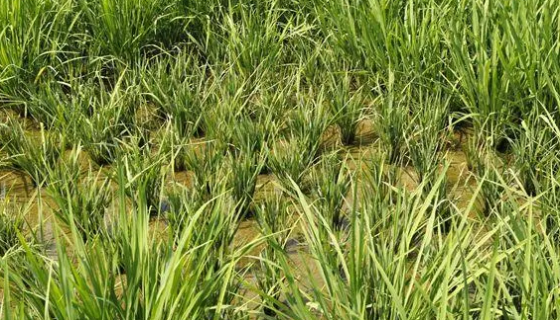 水稻黑条矮缩病毒；稻黑条矮缩病毒 百欧ATCC菌种