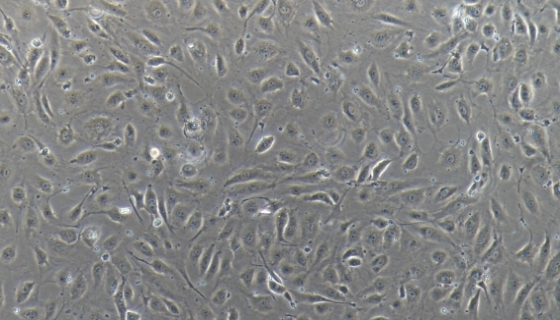 狗脐静脉内皮细胞的运输和保存及使用方法！