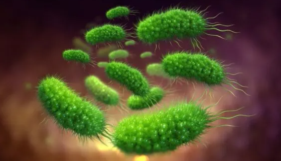 绿色魏斯氏菌——用于生产青贮饲料和制作泡菜