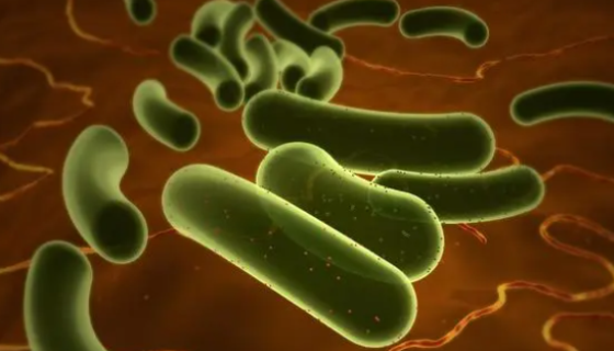 丁酸梭菌作为添加剂在饲料中的作用有哪些？