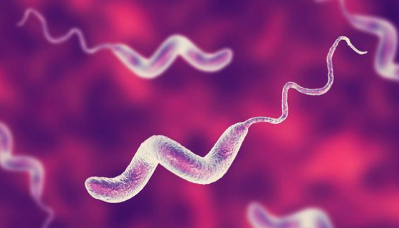 小肠结肠炎耶尔森菌——喜冷低温菌