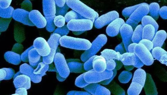 寒冷杆菌属的特点与优势及培养与保存方法！