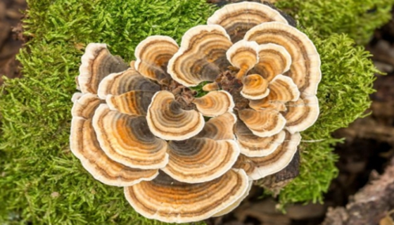 变色栓菌（云芝）——分解木质素和蛋白酶