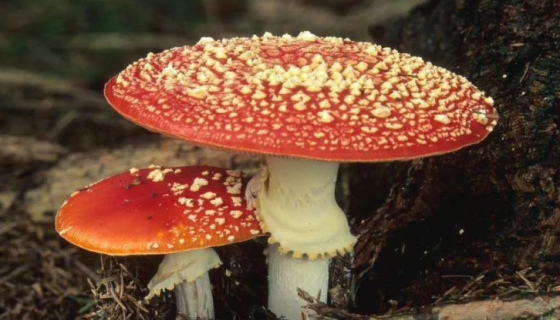 毒蝇鹅膏菌的形态特征与地理分布及分类变种！