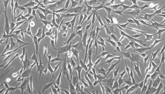 小鼠乳腺上皮细胞的分离方法与质量检测！