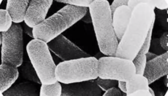 柴油食烷菌的形态特征与主要价值及打管说明！