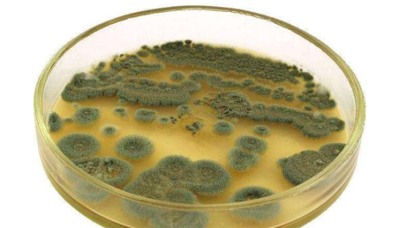 灰黄青霉的知识简介与代谢产物及培养方法！